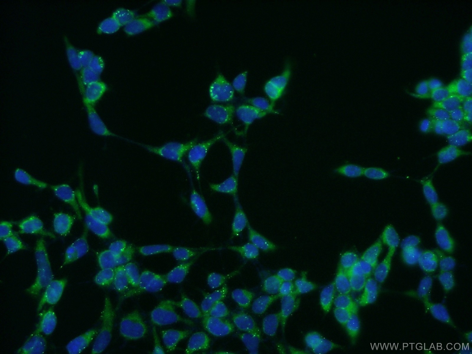 IF Staining of HEK-293 using 11813-1-AP