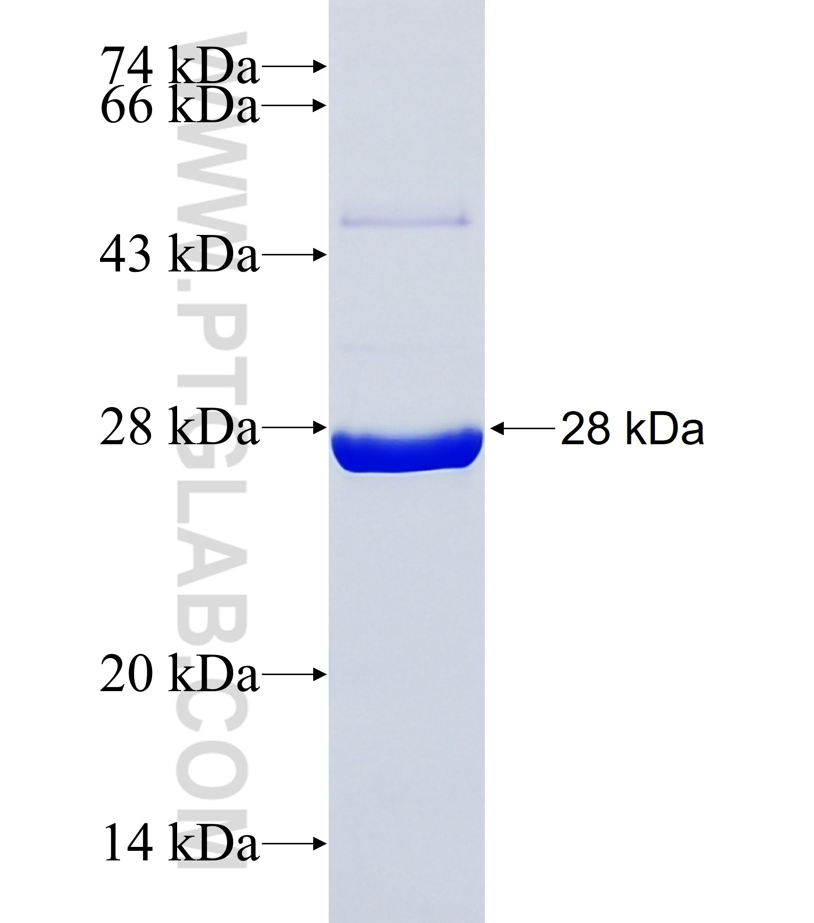 CIMIP2C fusion protein Ag38026 SDS-PAGE CIMIP2C fusion protein Ag38026 SDS-PAGE