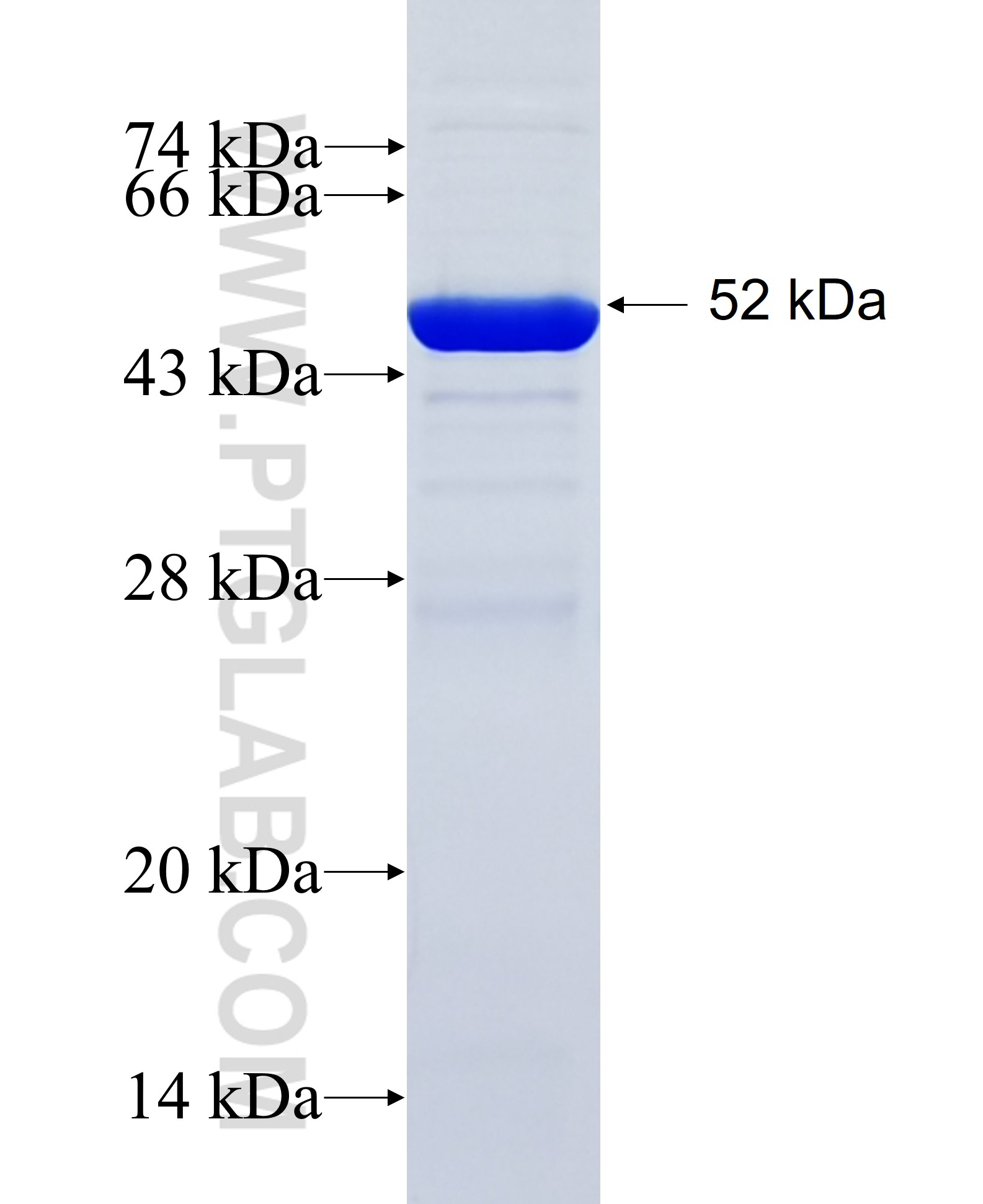 CINP fusion protein Ag7033 SDS-PAGE