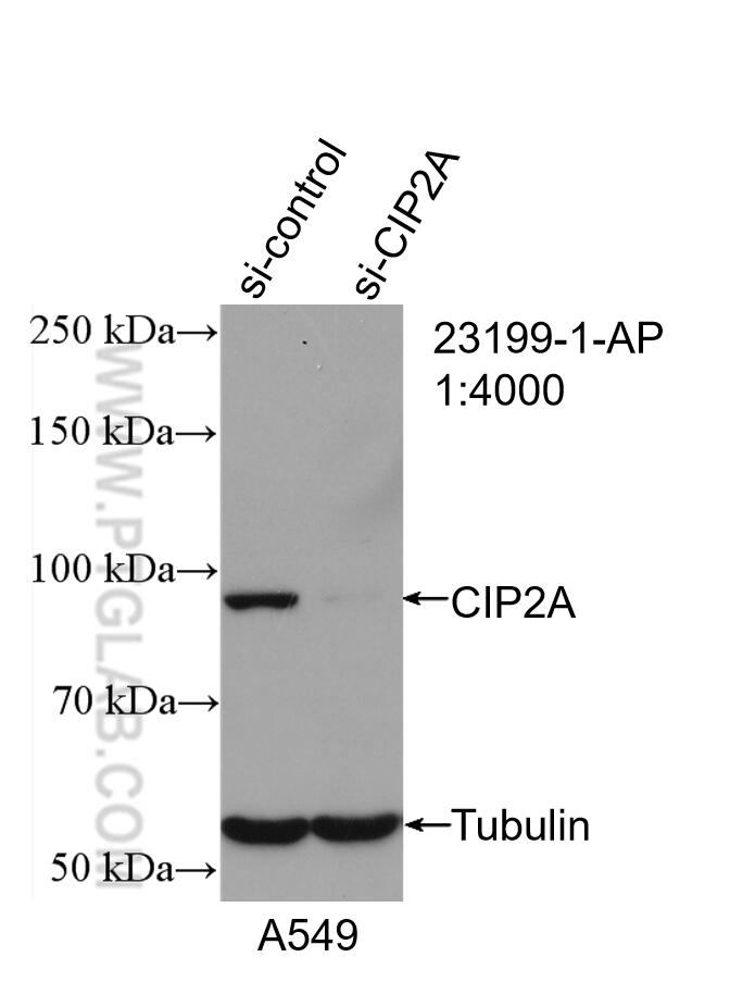 WB analysis of A549 using 23199-1-AP
