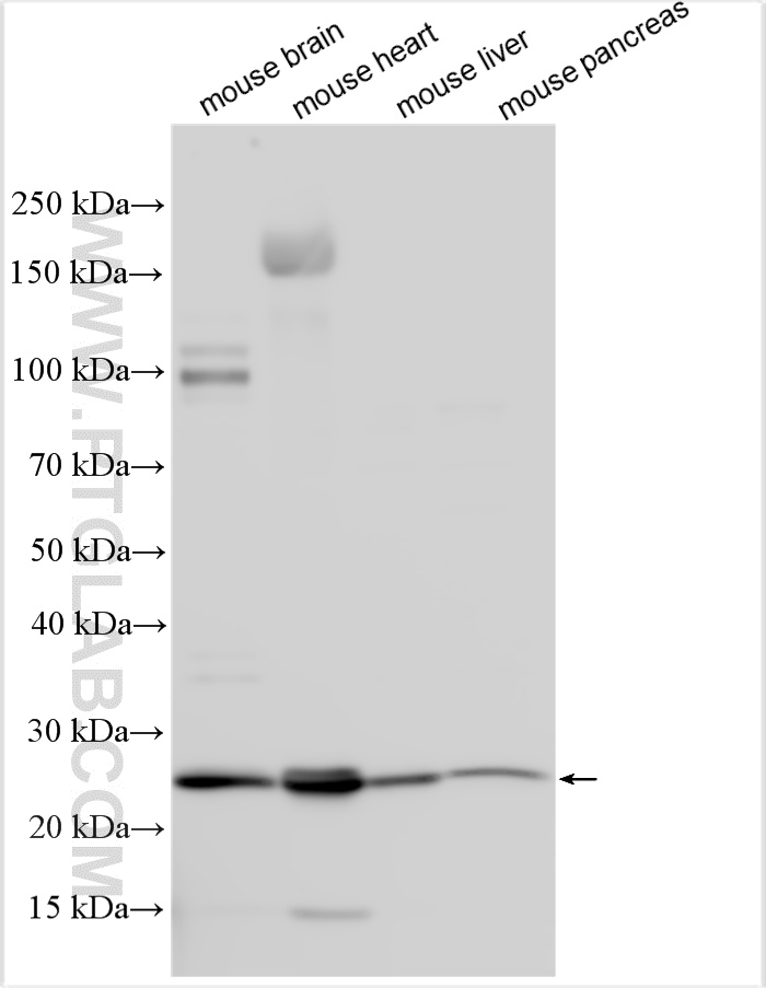 WB analysis using 32928-1-AP