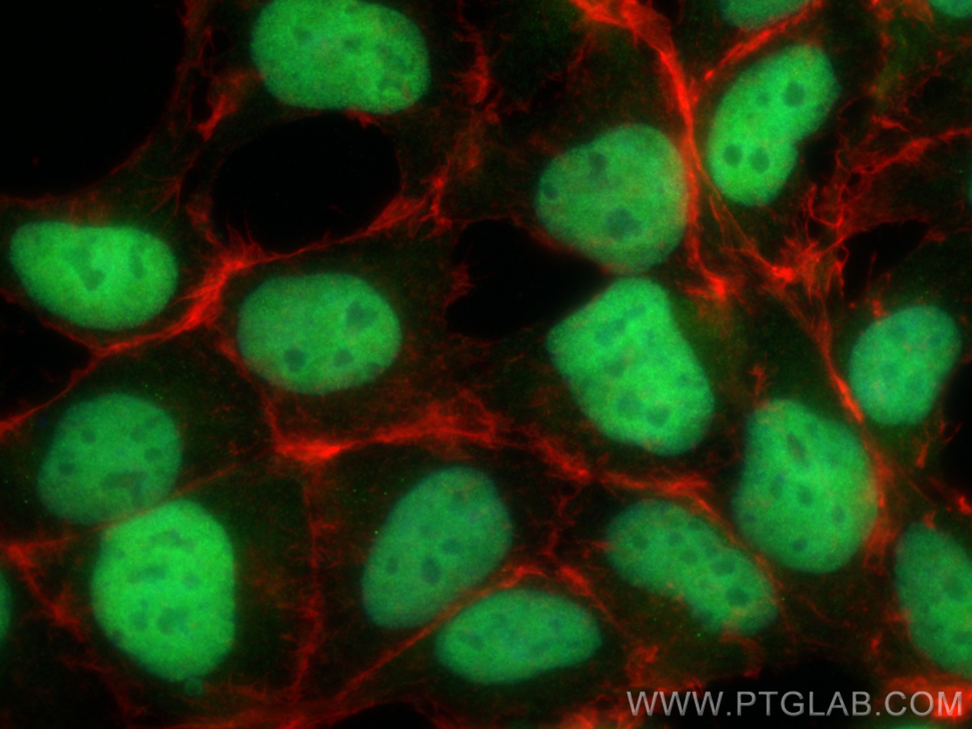 IF Staining of HEK-293 using 10209-2-AP