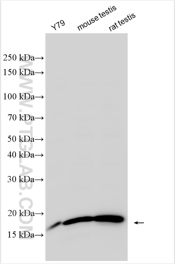 WB analysis using 10209-2-AP
