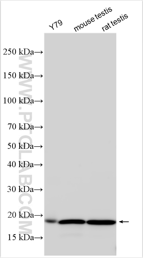 WB analysis using 10209-2-AP