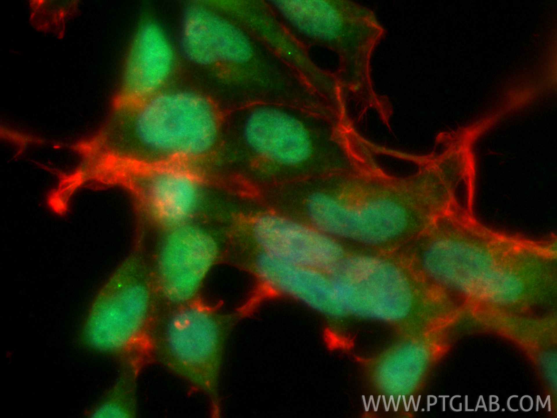 IF Staining of HEK-293 using CL488-10209