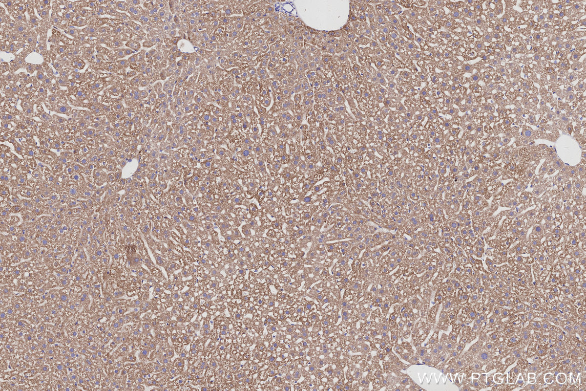 IHC staining of mouse liver using 68030-1-Ig