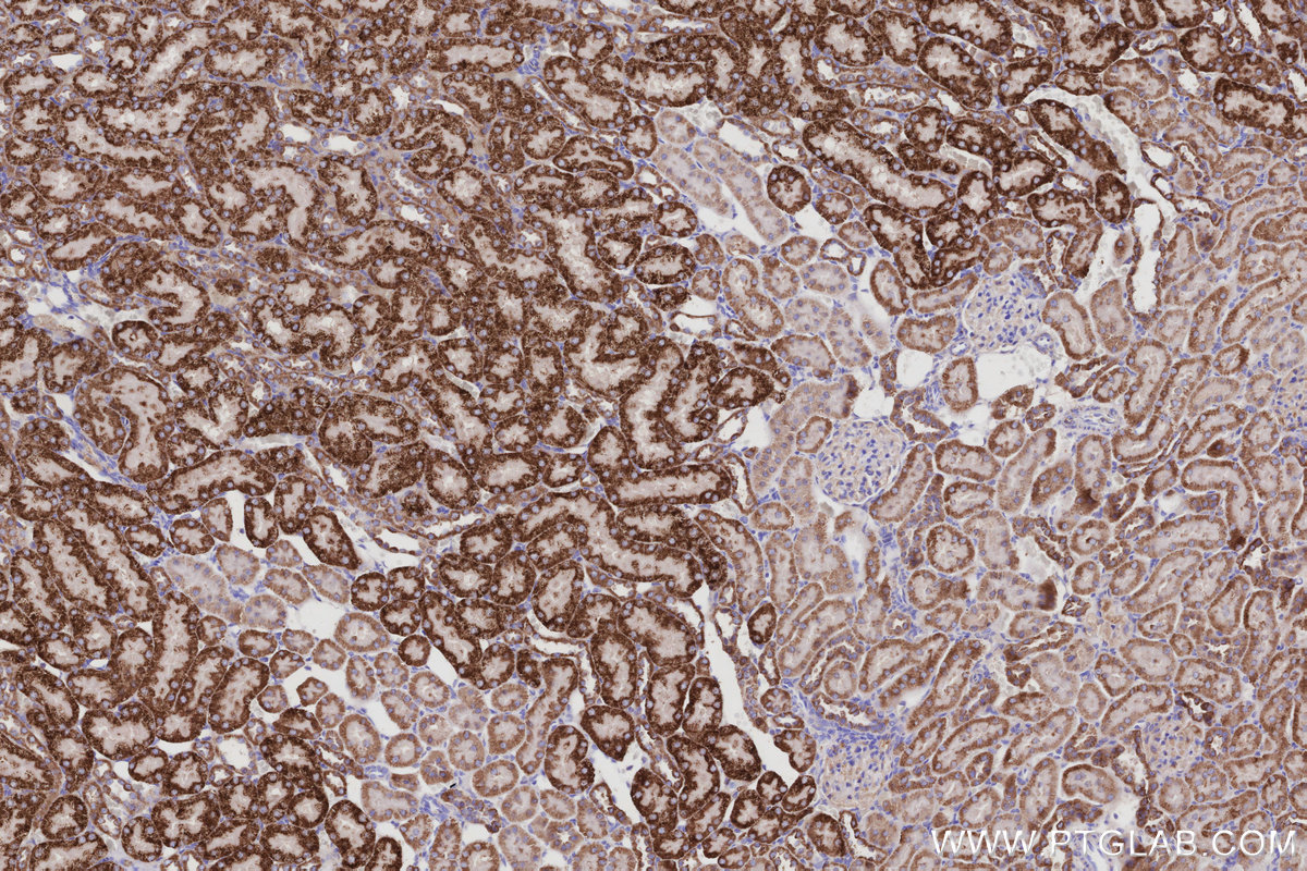 IHC staining of rat kidney using 68030-1-Ig