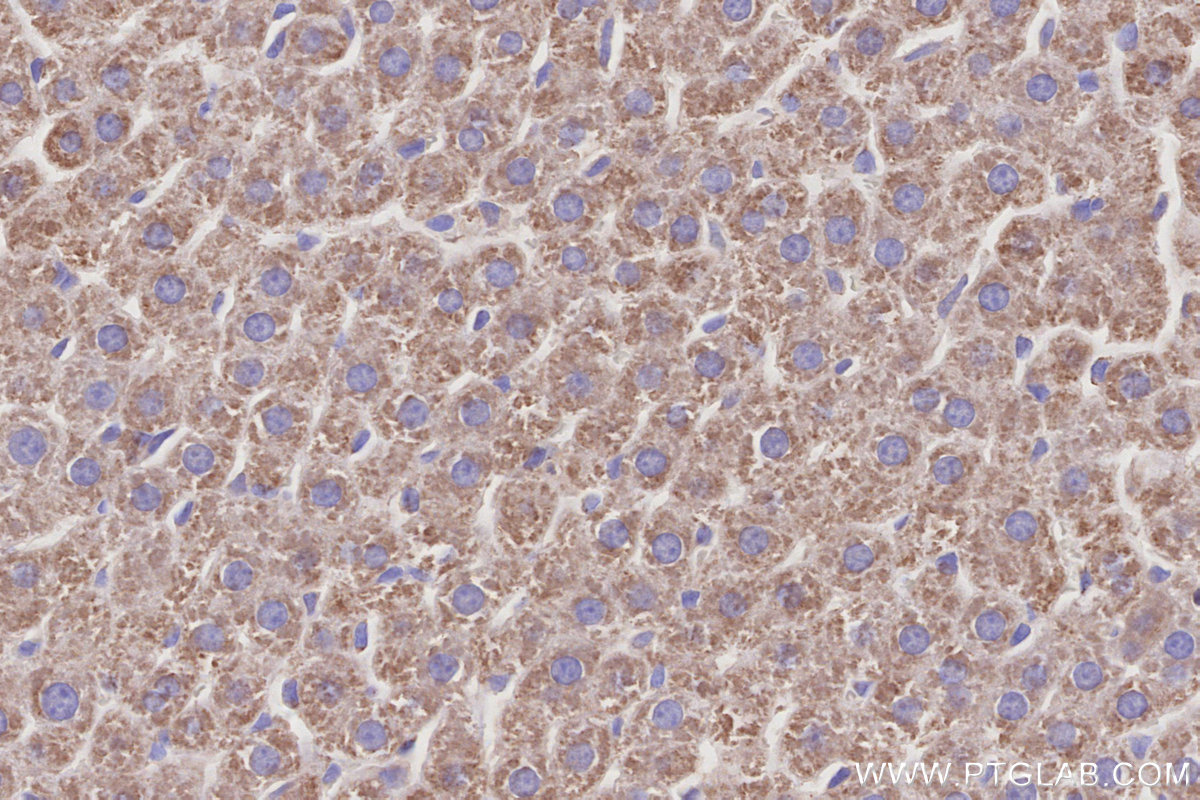 IHC staining of rat liver using 68030-1-Ig