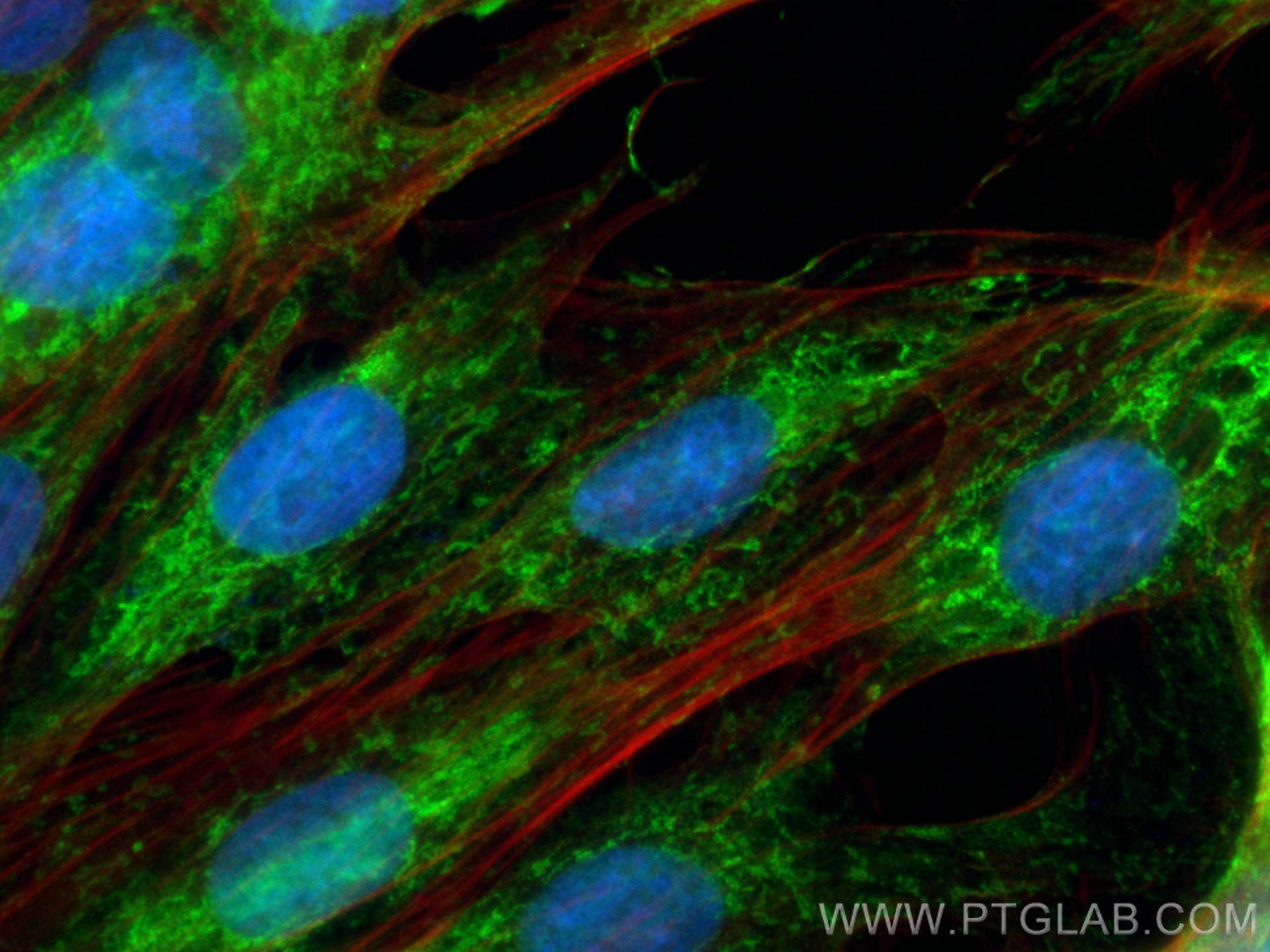 IF Staining of H9C2 using CL488-68030
