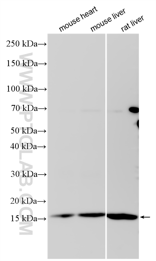 Various lysates were subjected to SDS PAGE followed by western blot with 30480-1-AP (CISD3 antibody) at dilution of 1:5000 incubated at room temperature for 1.5 hours. WB analysis using 30480-1-AP