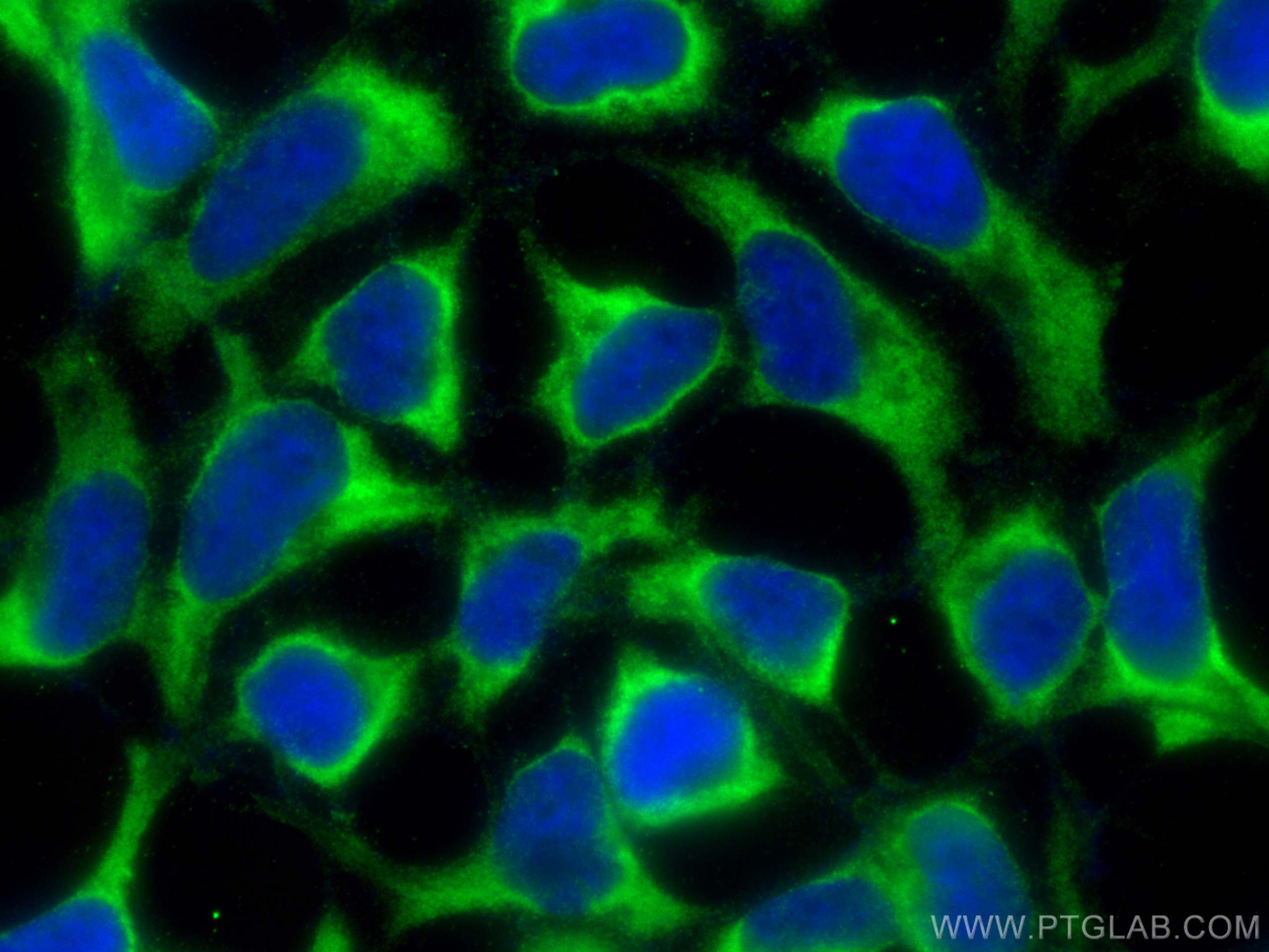 IF Staining of HEK-293 using 26999-1-AP