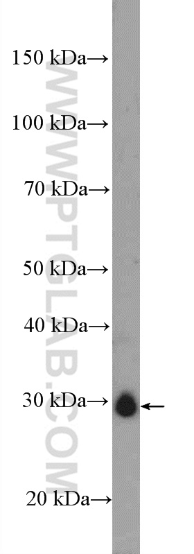 WB analysis of rat testis using 26999-1-AP