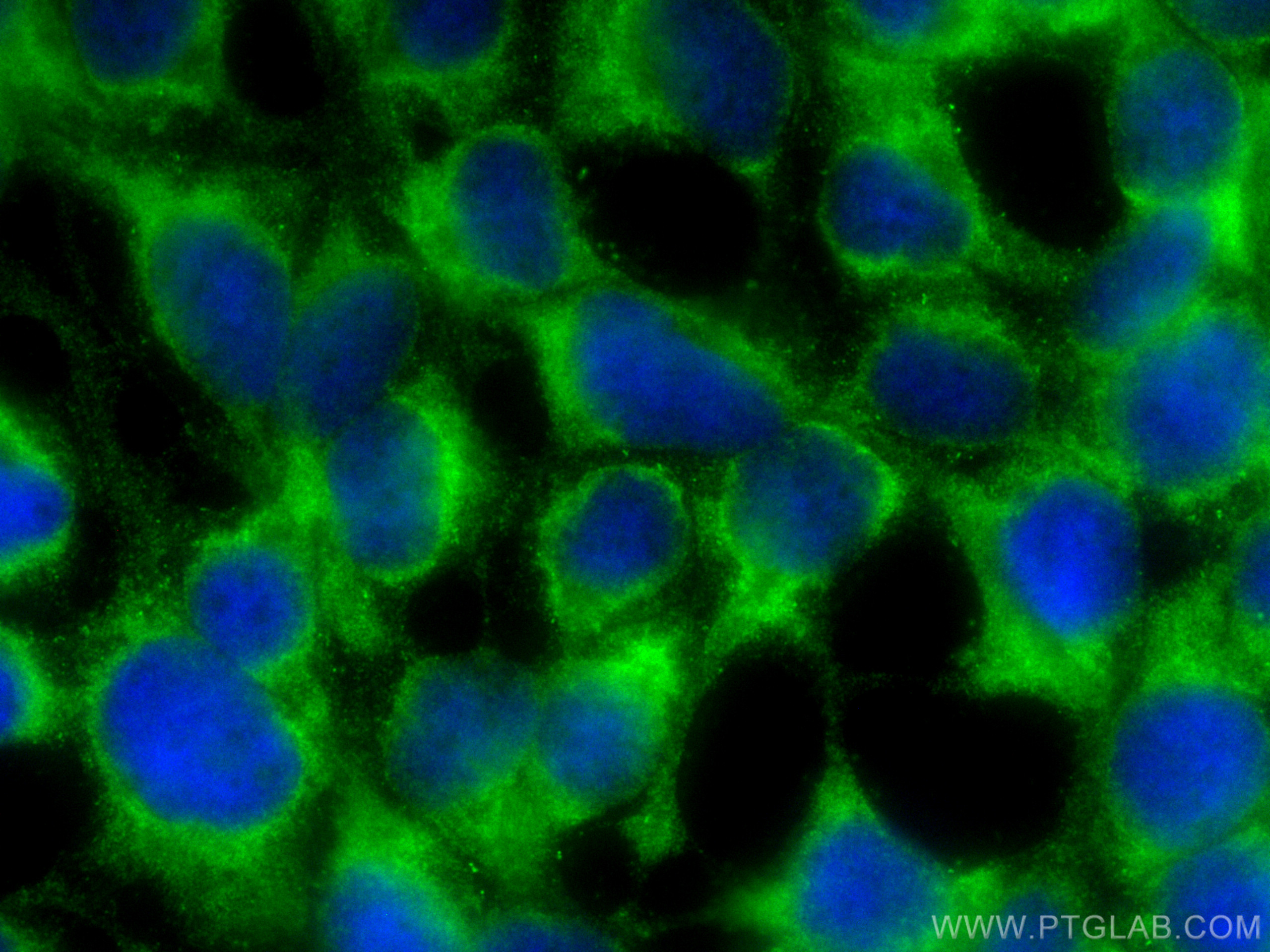 IF Staining of HEK-293 using CL488-26999