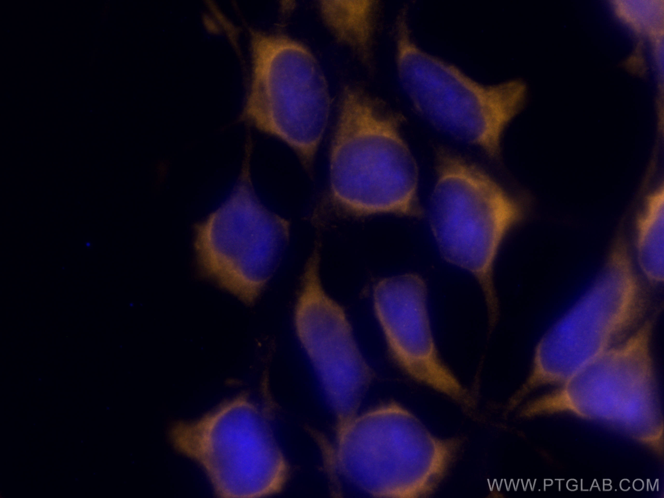 IF Staining of HEK-293 using CL555-26999