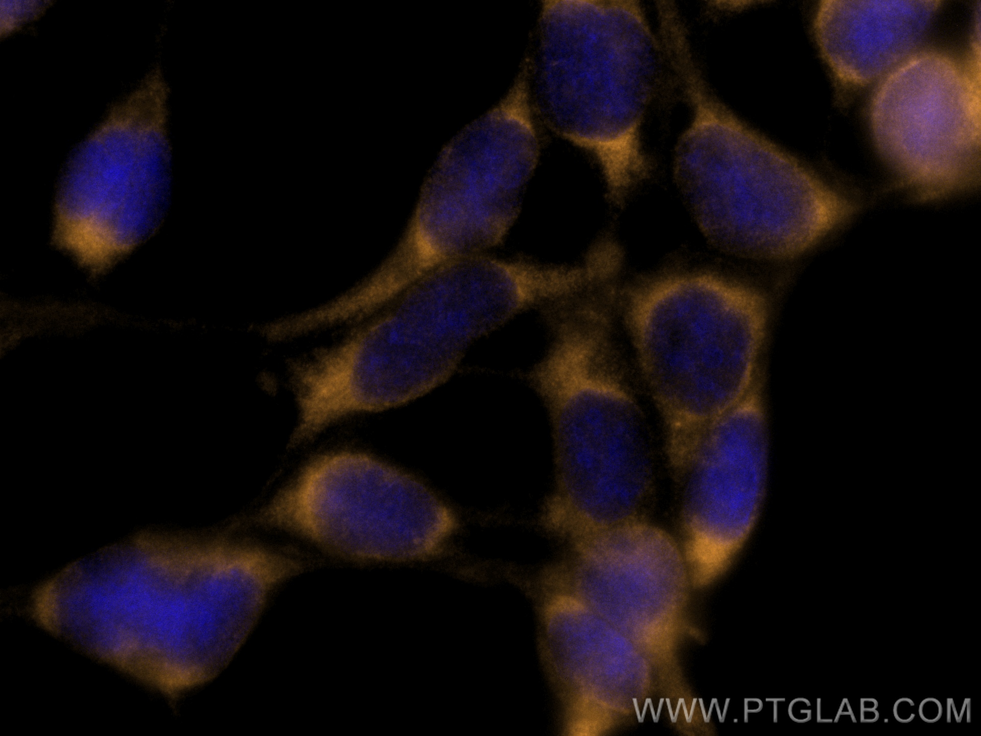 IF Staining of HEK-293 using CL555-26999