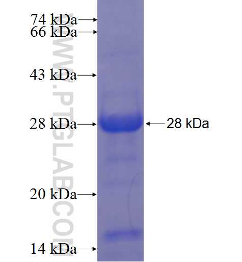 CITED1 fusion protein Ag23609 SDS-PAGE CITED1 fusion protein Ag23609 SDS-PAGE