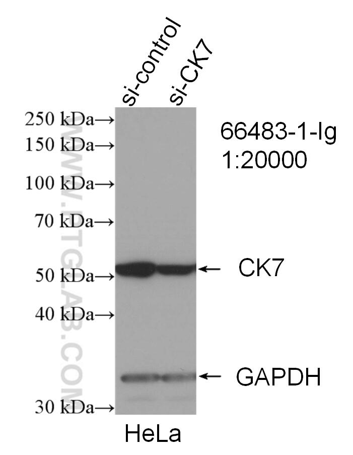 WB analysis of HeLa using 66483-1-Ig