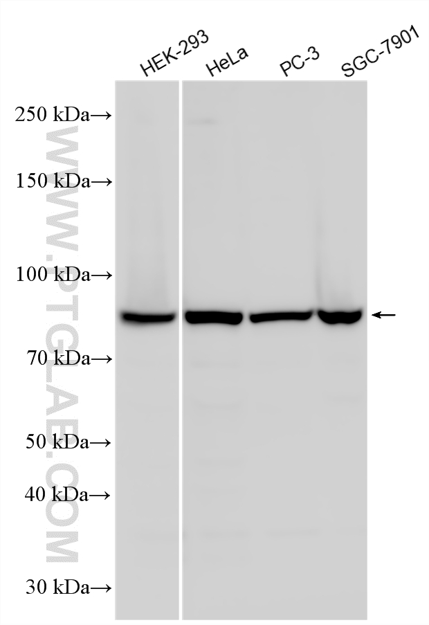WB analysis using 25486-1-AP