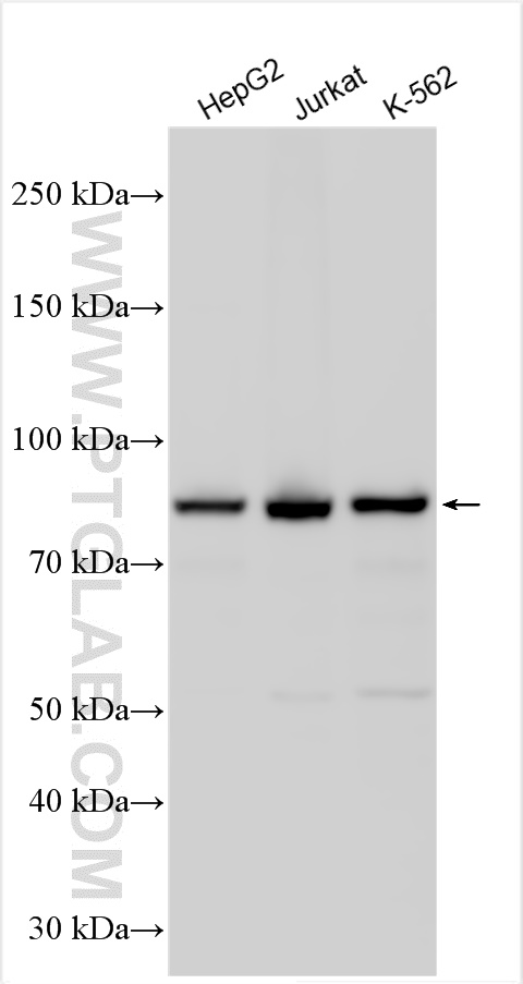 WB analysis using 17143-1-AP