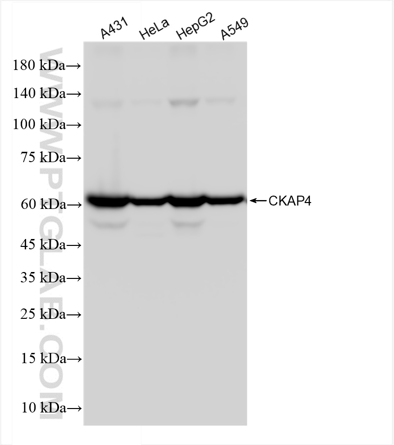WB analysis using 84485-4-RR