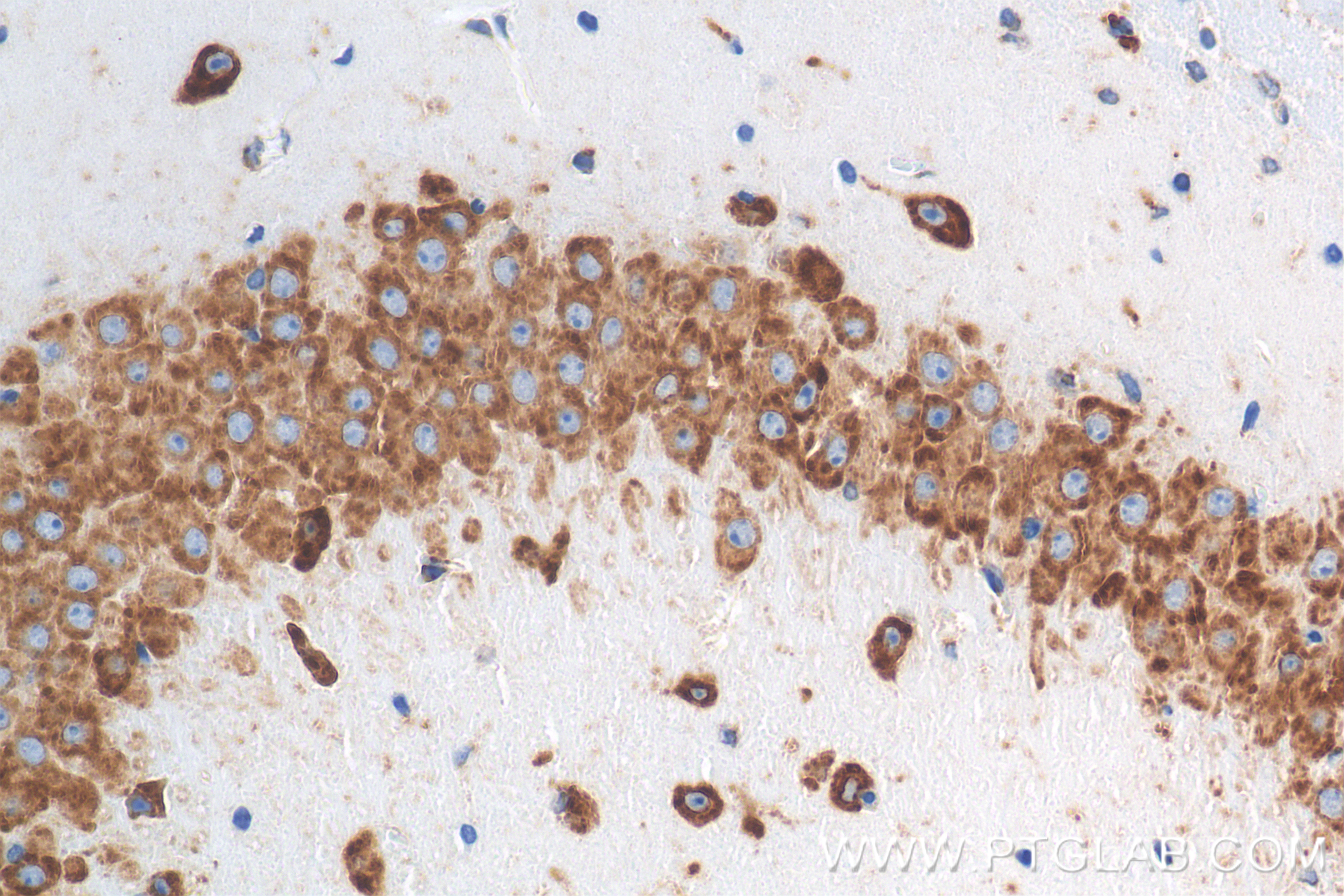 IHC staining of mouse brain using 84485-5-RR (same clone as 84485-5-PBS)