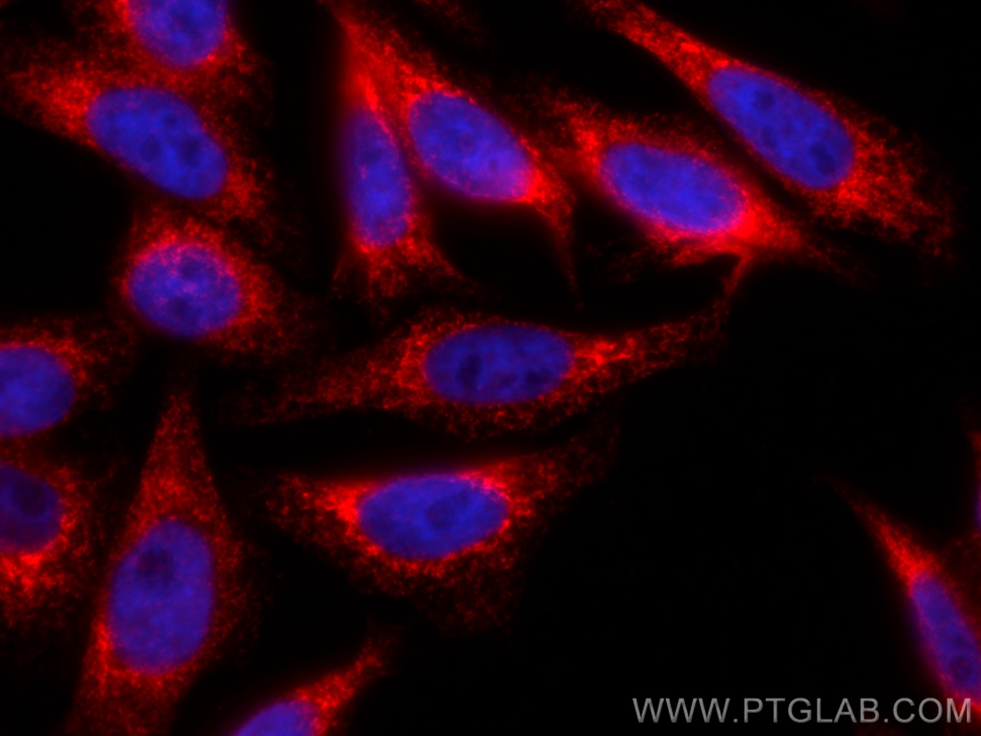 IF Staining of HepG2 using CL594-16686