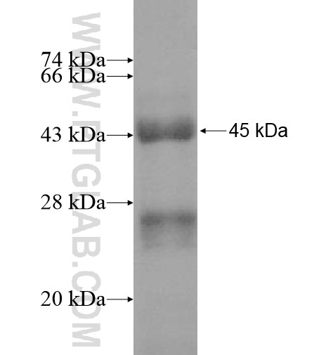 CKAP5 fusion protein Ag12747 SDS-PAGE