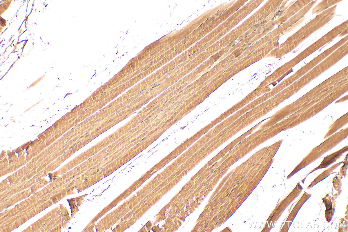 Immunohistochemical analysis of paraffin-embedded mouse skeletal muscle tissue slide using 15137-1-AP (CKB/CKM antibody) at dilution of 1:2000 (under 10x lens). Heat mediated antigen retrieval with Tris-EDTA buffer (pH 9.0). IHC staining of mouse skeletal muscle using 15137-1-AP