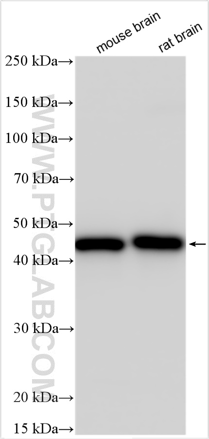 WB analysis using 15137-1-AP