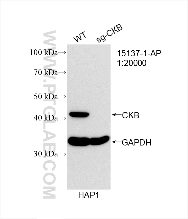 WB analysis of HAP1 using 15137-1-AP