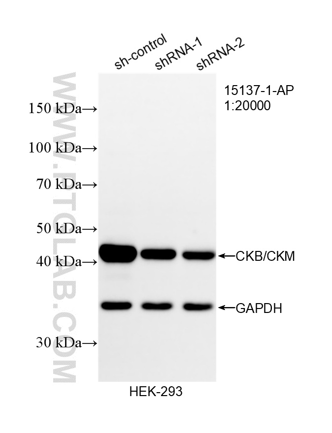 WB analysis of HEK-293 using 15137-1-AP