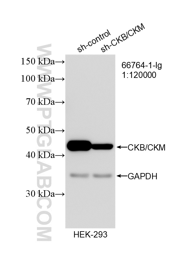WB result of CKB/CKM antibody (66764-1-Ig; 1:120000; incubated at room temperature for 1.5 hours) with sh-Control and sh-CKB/CKM transfected HEK-293 cells. WB analysis of HEK-293 using 66764-1-Ig