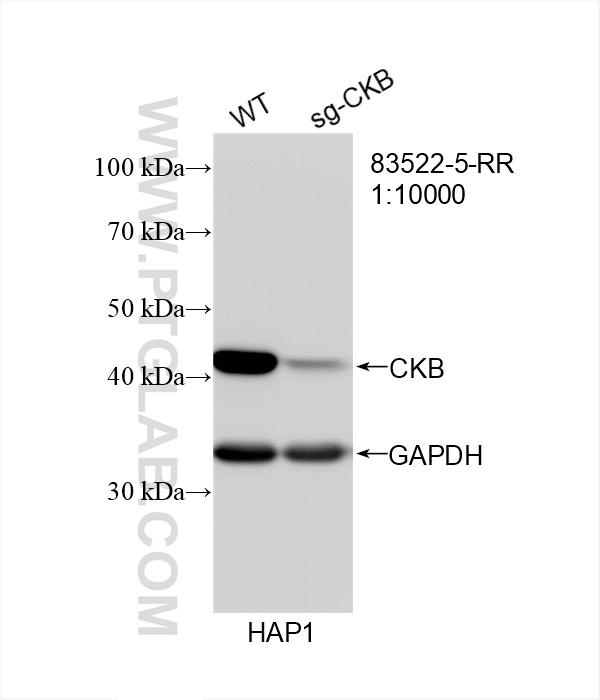 WB analysis of HAP1 using 83522-5-RR