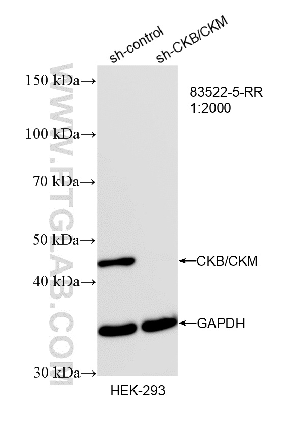 WB result of CKB-Specific antibody (83522-5-RR; 1:2000; incubated at room temperature for 1.5 hours) with sh-Control and sh-CKB-Specific transfected HEK-293 cells. WB analysis of HEK-293 using 83522-5-RR