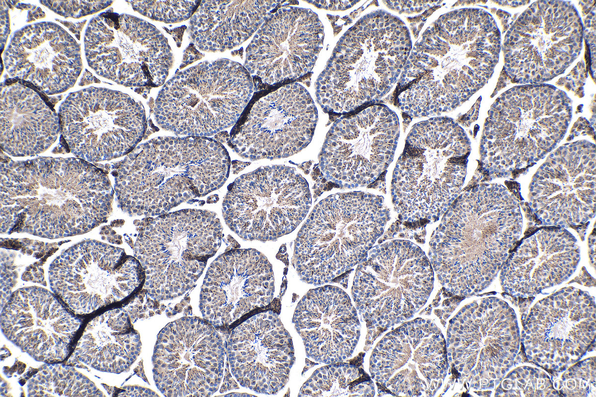 IHC staining of mouse testis using 18713-1-AP