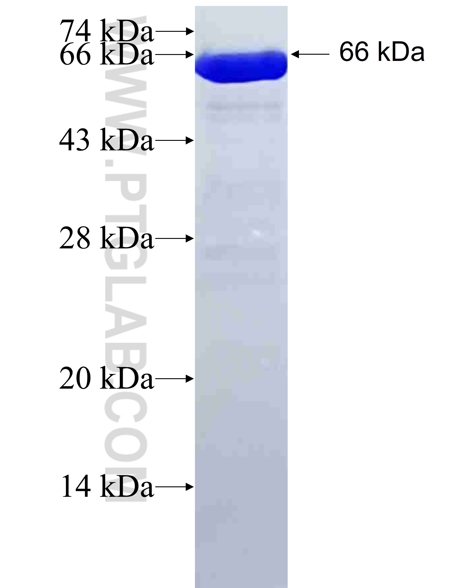 CKM fusion protein Ag8678 SDS-PAGE