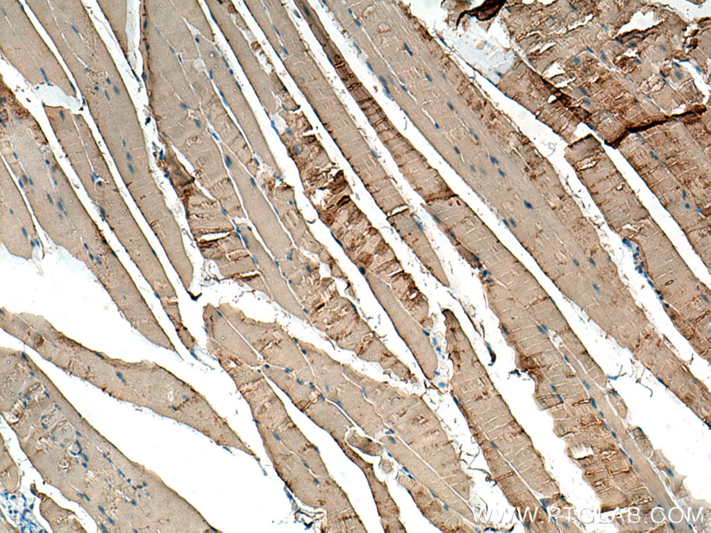 IHC staining of mouse skeletal muscle using 18712-1-AP