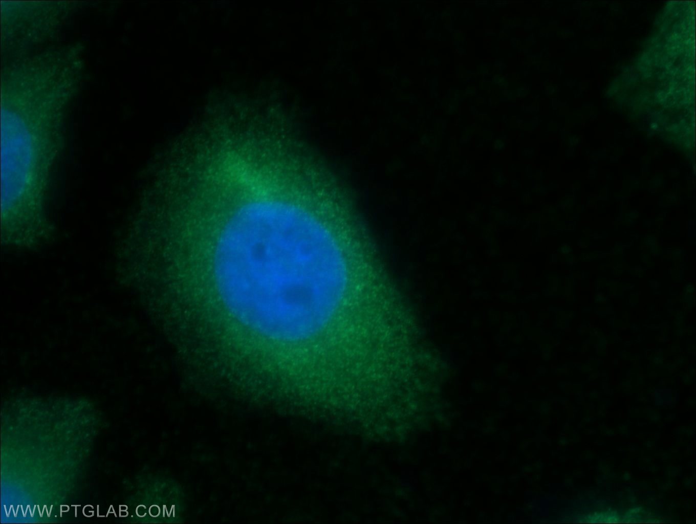 IF Staining of HepG2 using 60177-1-Ig