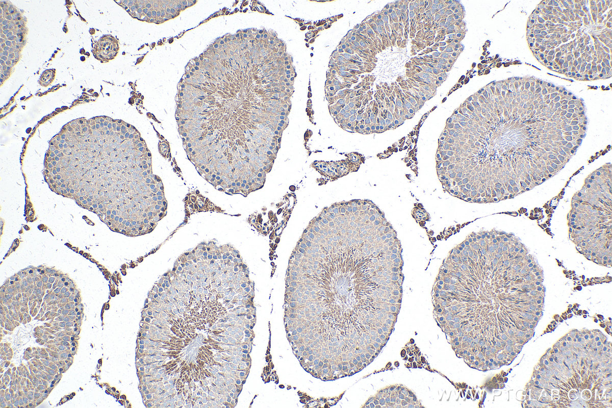 IHC staining of rat testis using 60177-1-Ig