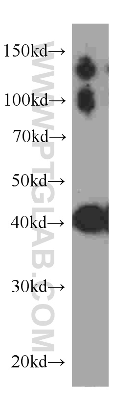 WB analysis of human skeletal muscle using 60177-1-Ig