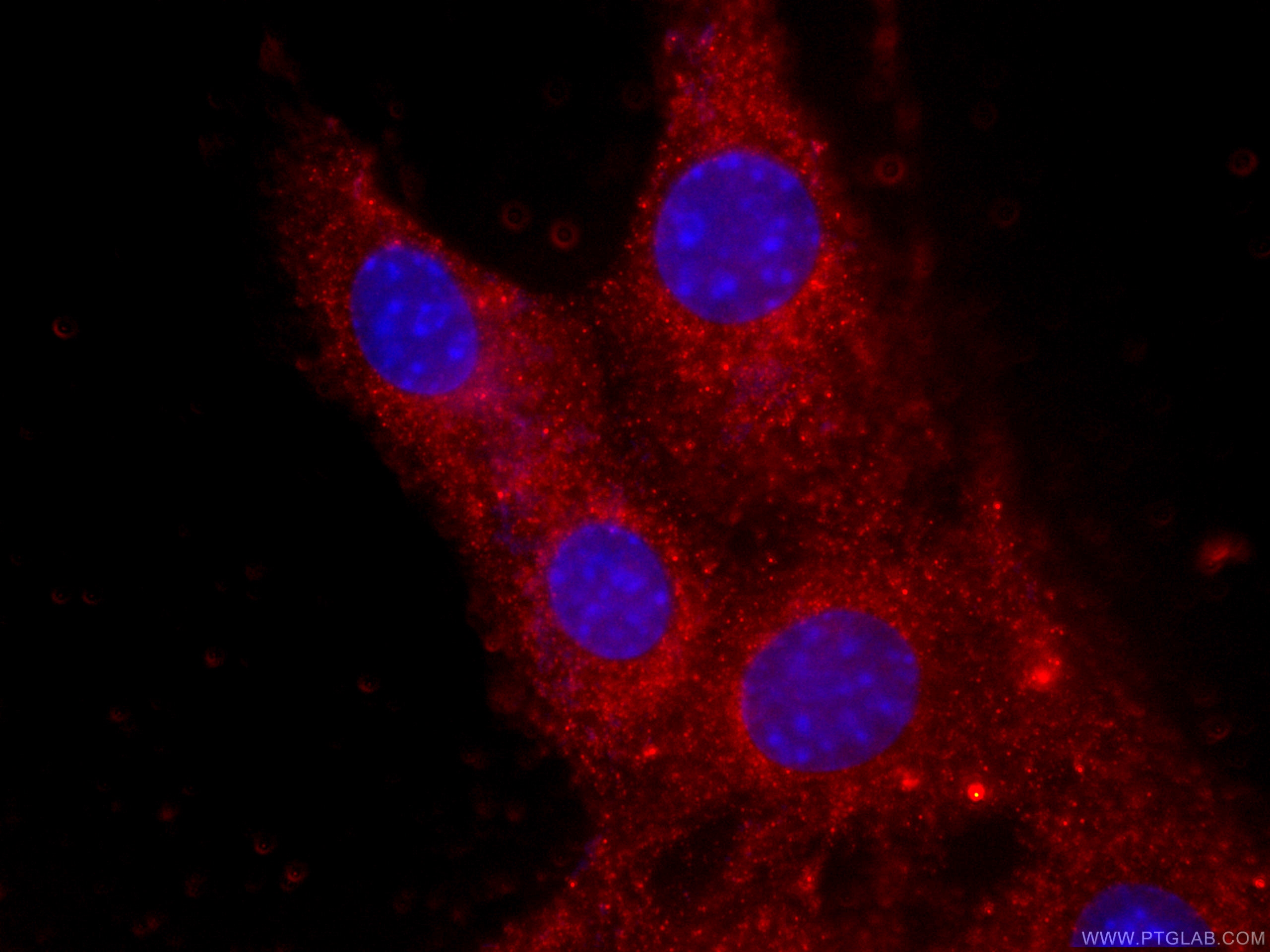 IF Staining of C2C12 using CL594-60177