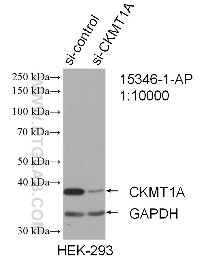 WB analysis of HEK-293 using 15346-1-AP