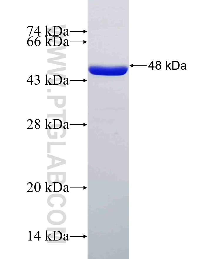 CKMT1A fusion protein Ag7860 SDS-PAGE CKMT1A fusion protein Ag7860 SDS-PAGE