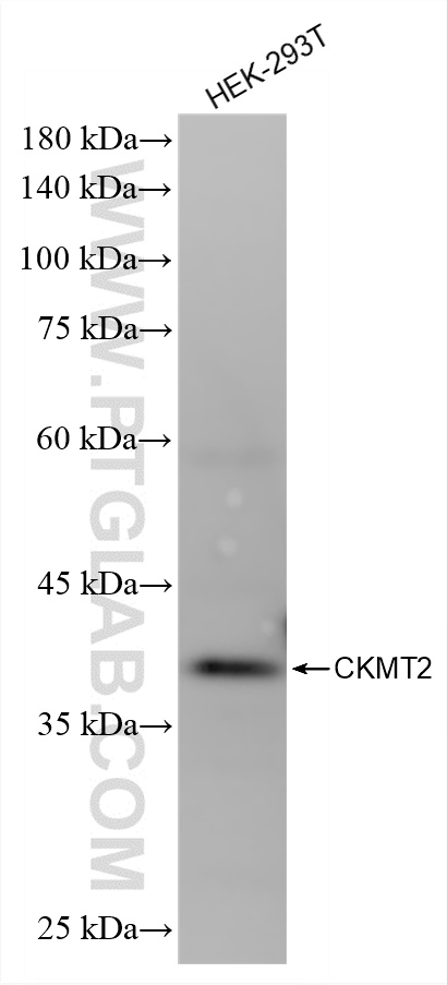 WB analysis of HEK-293T using 87517-1-RR