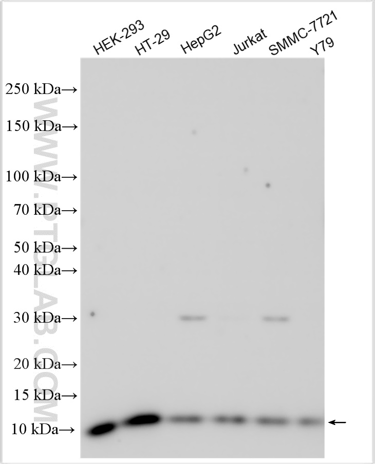WB analysis using 10610-1-AP