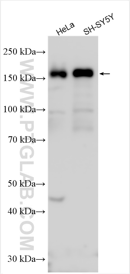 WB analysis using 20803-1-AP