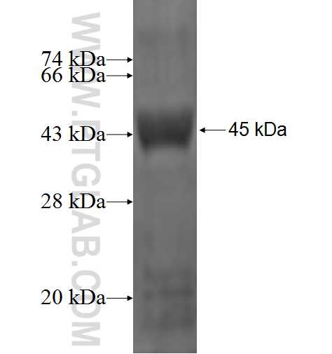 CLCA2 fusion protein Ag1393 SDS-PAGE CLCA2 fusion protein Ag1393 SDS-PAGE