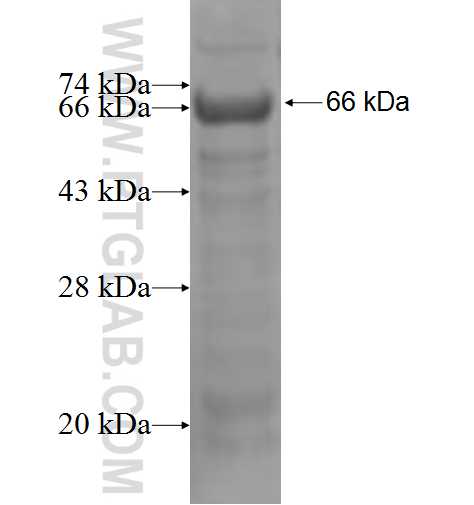 CLCA2 fusion protein Ag5582 SDS-PAGE
