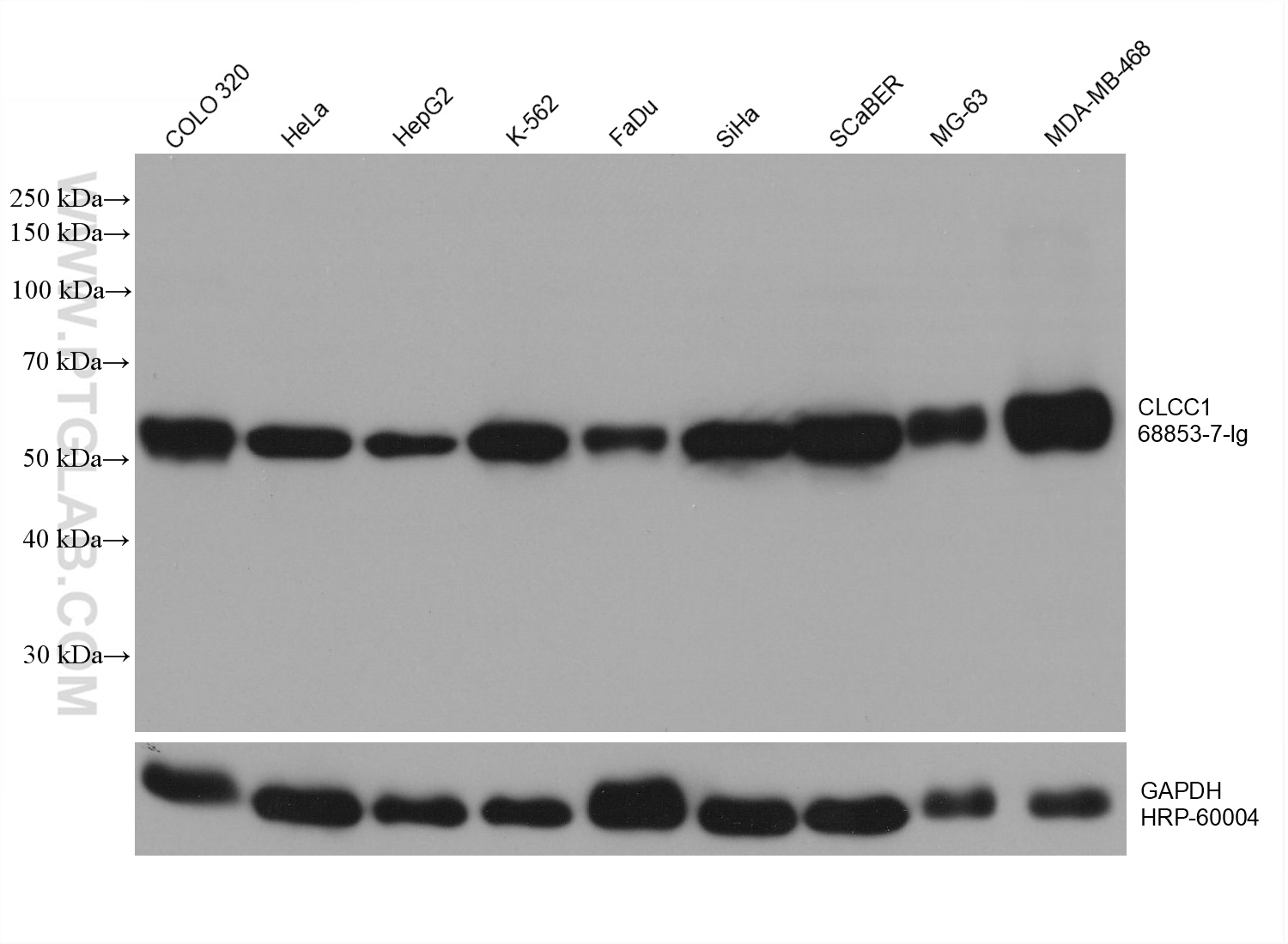 WB analysis using 68853-7-Ig