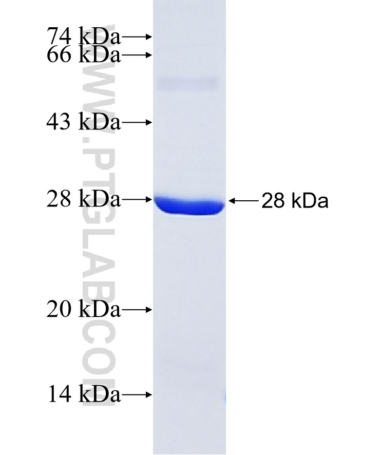 CLCF1 fusion protein Ag8061 SDS-PAGE